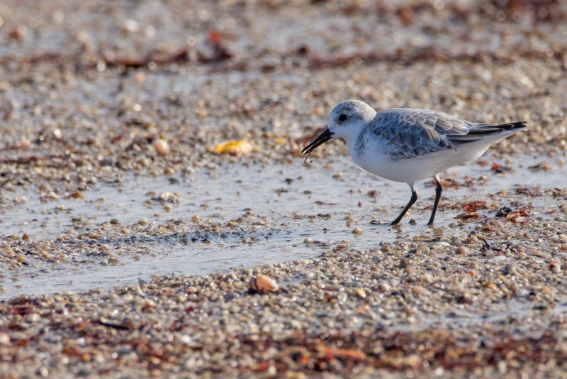 Bécasseau sanderling